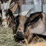 Bed and Breakfast Pian Savin Giaveno