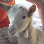 Pian Savin 3* Giaveno