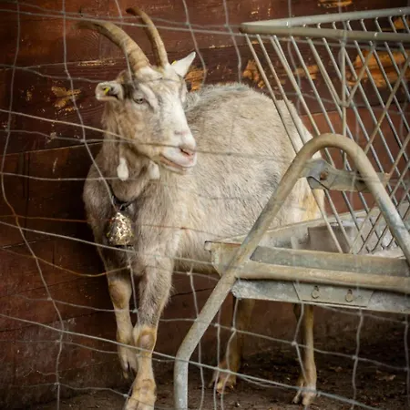 Bed & Breakfast Pian Savin Giaveno