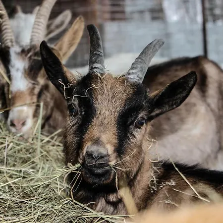 Oda ve Kahvaltı Pian Savin Giaveno
