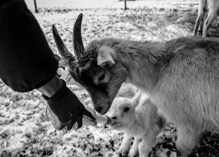 Pian Savin Джавено