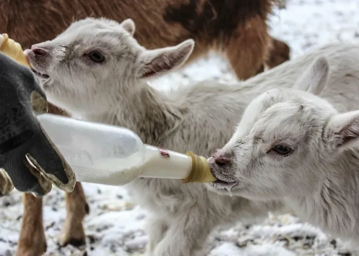 Pian Savin 3* Giaveno